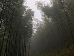 -广州市石门国家森林公园