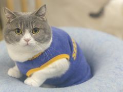 -柴迷FANS CLUB·柴犬狗咖·猫咖