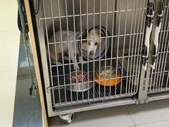 -千城康桥宠物医院·猫科·骨科·心脏