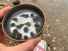 -蓬莱阁景区
