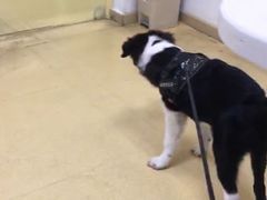 -创凡宠物医院·骨专科  猫科中心(西乡分院)
