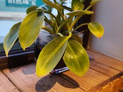 -欧典咖啡屋(台东店)