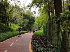 -深圳仙湖植物园-停车场