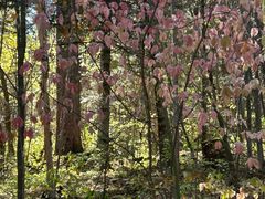 -五营红松林海景区