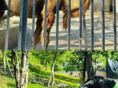 -泉州海丝野生动物世界