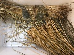 -蟹状元大闸蟹·年货·粽子(成都成华店)