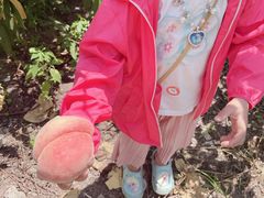 -南汇新场正宗水蜜桃采摘