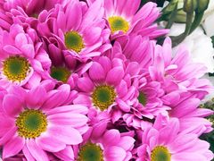 -双季花艺园艺市场(浦东店)