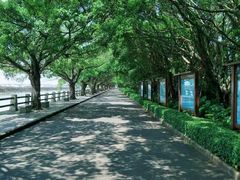 -大湾区中央湿地公园