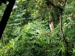 -武吉知马自然保护区