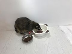 -浣熊柯尔鸭土拨鼠·电玩咖