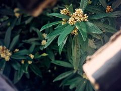 -雨花胜境