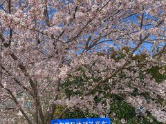 -高东镇樱花园