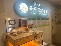 -爱侣·安琦尔宠物医院·中兽医针灸·心内科·狂犬免疫点(宝山区院)