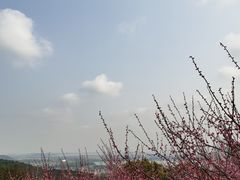 -香雪海