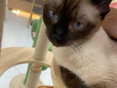 -喵园·猫主题咖啡厅·撸猫·猫咖(国贸店)