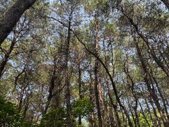 -铁山坪森林公园