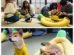 -逗柴咖啡屋·狗咖猫咖宠物桌游