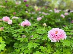 -洛阳市隋唐城遗址植物园