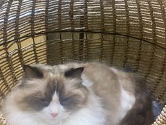 -藏猫猫咖啡主题馆(中央大道店)