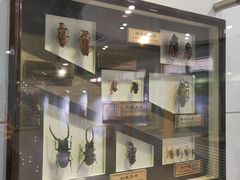 -上海昆虫博物馆