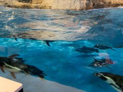 -帝企鹅自助餐厅•儿童岛•真企鹅(长隆企鹅酒店)