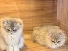 -猫十亿·布偶金渐层·曼基康矮脚猫舍(青年路店)
