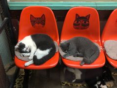 -宝旺姜母鸭(顶澳仔猫街店)