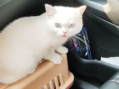 -lincat·猫舍(广州店)