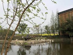 -田园东方蜜桃村的田野营地