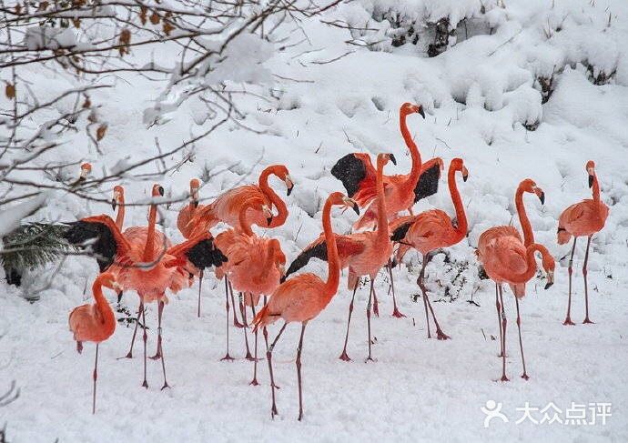 火红与雪白