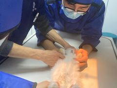 -爱侣宠医·鹦鹉专科·小型哺乳类·异宠专科(灵石路店)