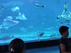 -烟台海昌鲸鲨海洋公园