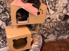 -猫小院猫主题餐厅(三里屯店)
