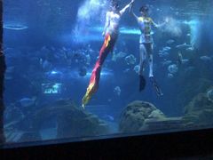 -锦艺城海洋馆