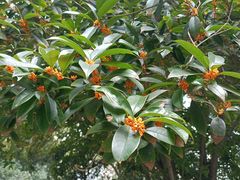 -绵阳人民公园(涪城区)