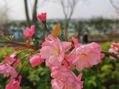 -顾村公园