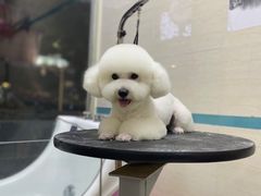-芭比堂动物医院·24小时·眼科中心(深圳中心)