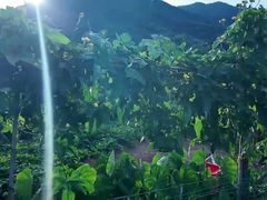 -听风阁农家私房菜茶楼(龙坞店)