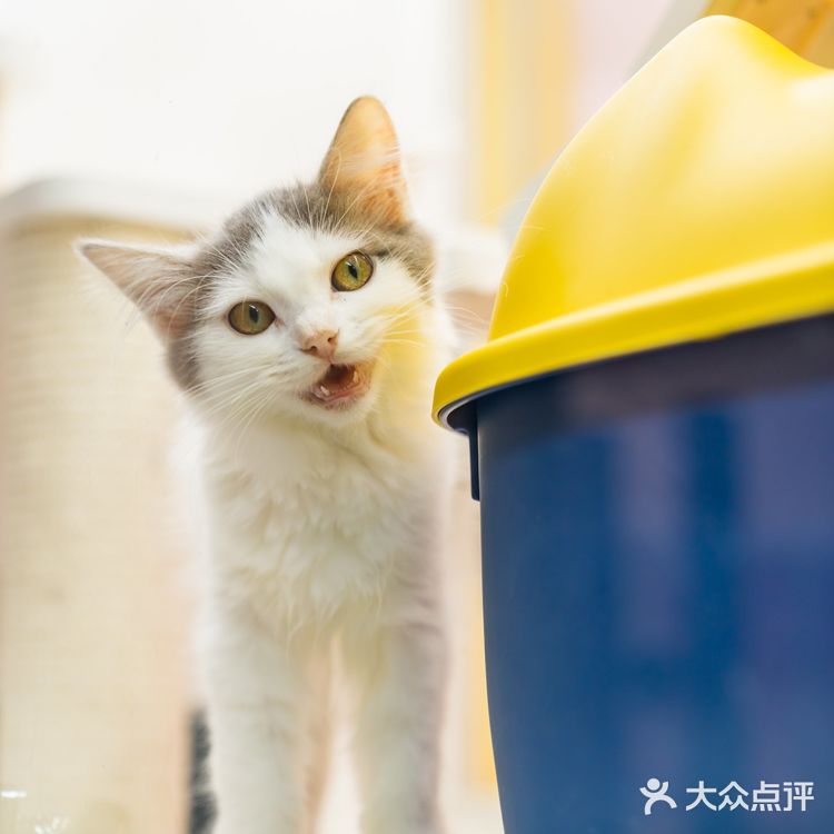 萌翻了！500m²的「猫咪游乐园」，30+只喵rua到手软！