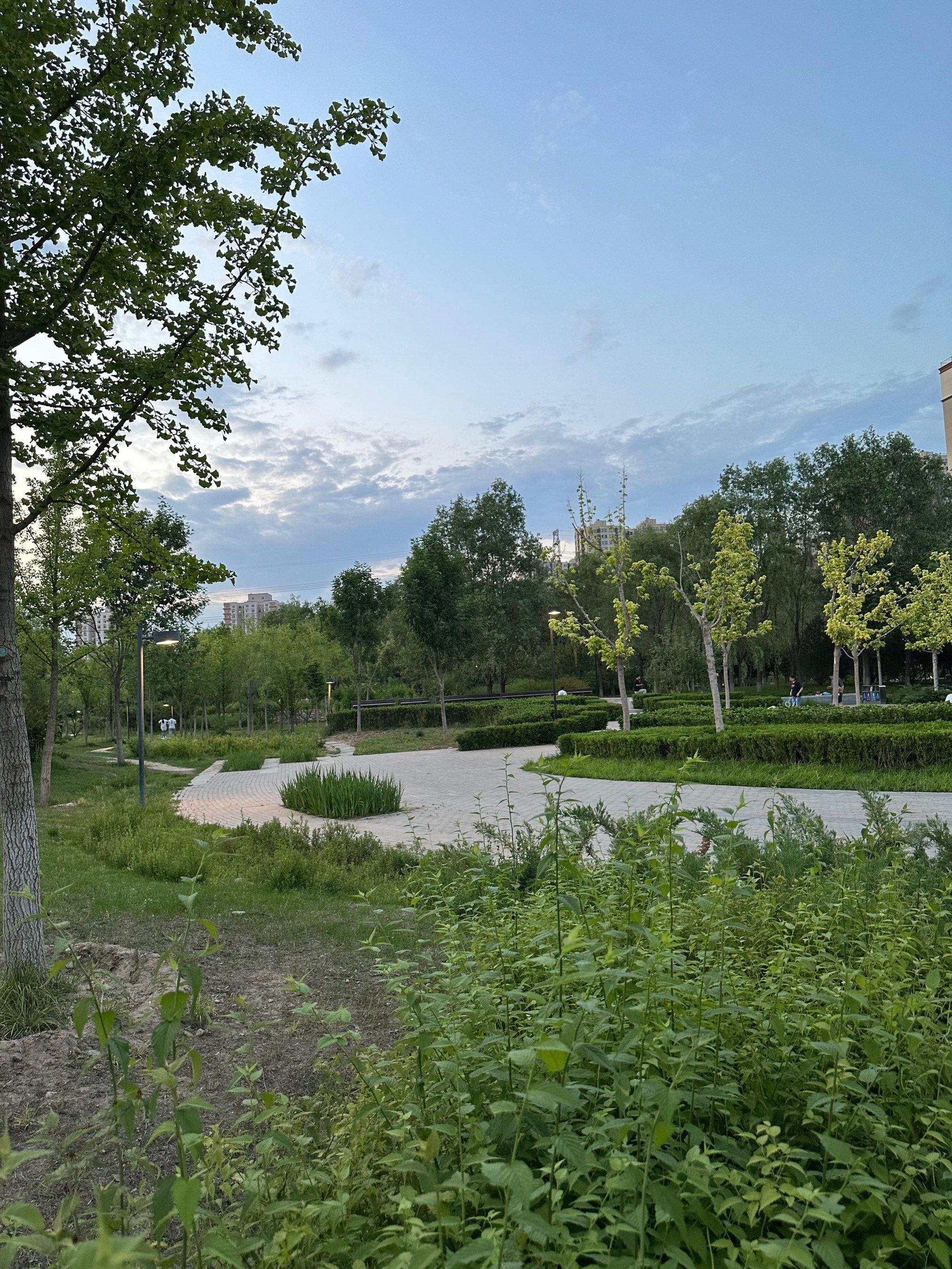 饭后百步走西小口公园里溜达溜达