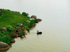 -荷兰花海
