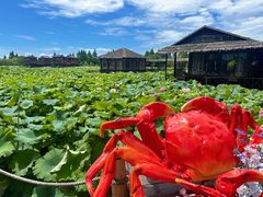 -军山湖云水间生态农业旅游景区