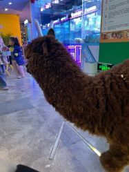-神奇动物撸宠馆·羊驼·小浣熊·异宠(豫园店)