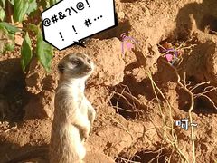 -石家庄市动物园