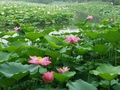 android_upload_pic-紫竹院公园冰场