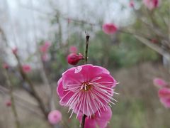-新江湾城公园