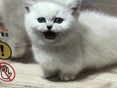 -屋虎猫馆(宝安大仟里店)