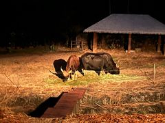 -清迈夜间动物园