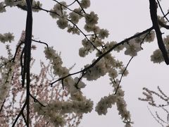 -桃花堤公园